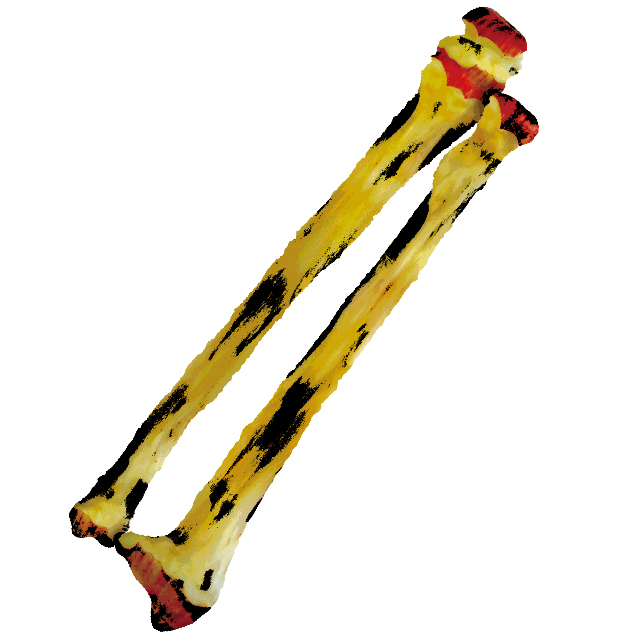 honeringo